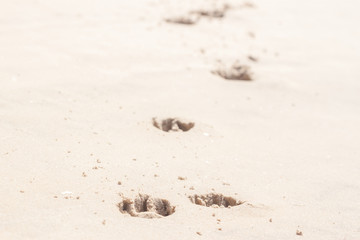 dog footprints in the sand