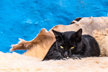 chat noir et bleu