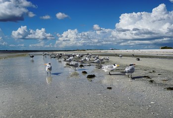 Möwen am Strand von Fort Myers