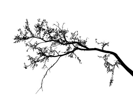 Realistic tree silhouette (Vector illustration).