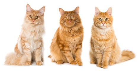 Drei Maine Coon Kater © DoraZett