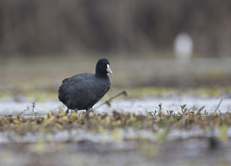 Eurasian coot 