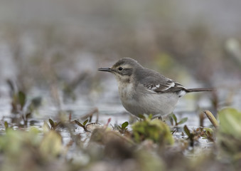 Wagtail in the morning