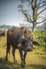 Asian buffalo