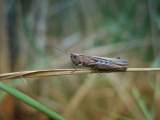кузнечик