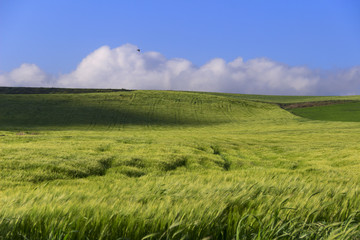 Springtime.Between Apulia and Basilicata: hilly landscape with green cornfields.ITALY. Ears of immature corn in the wind.	