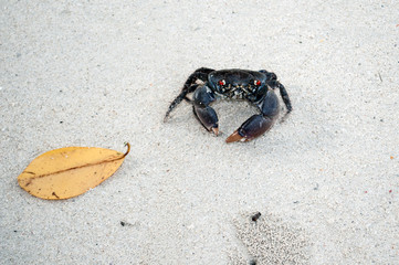 Crab in the beach