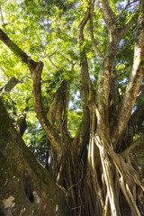 Fototapeta premium Riesiger Baum