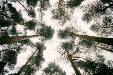 Look up through the trees