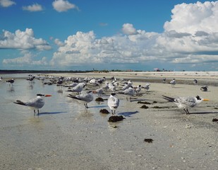 Möwen am Strand von Fort Myers