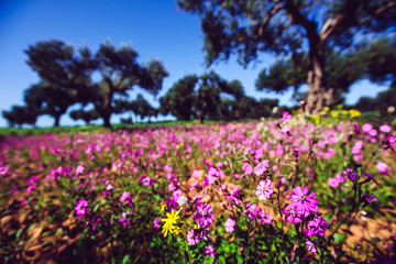 Fantastic views of the garden with blue sky. Mediterranean clima