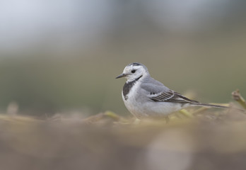 White wagtail