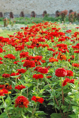 Beautiful zinnia flower