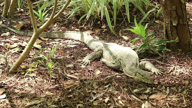 Asian water monitor lizard, Varanus salvator, rests under the sunlight