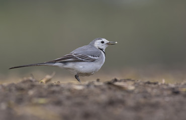 White wagtail with brakfast