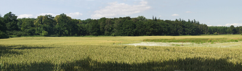 Obraz premium Panorama of a Cornfield next to the forest in Denmark