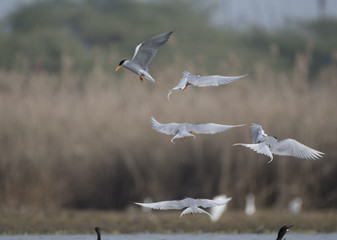 Flock of tern