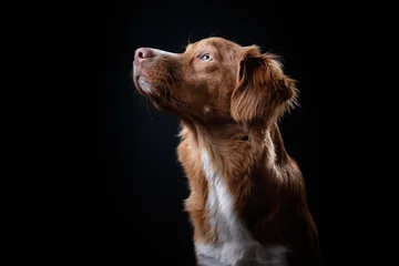 Photo sur Plexiglas Chien Portrait d& 39 un chien en studio, émotion