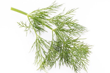 Fresh dill on the white background.