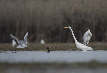 Great egret 
