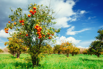 Fantastic views of the beautiful orange trees in Italy.