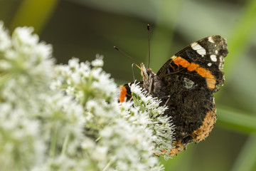 Red Admiral butterfly, Vanessa atalanta