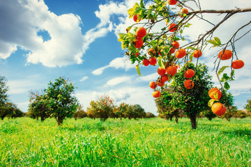 Fototapeta premium Fantastic views of the beautiful orange trees in Italy.