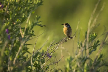 Female Stonechat bird, Saxicola rubicola