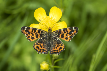 Obraz premium Map Butterfly top view