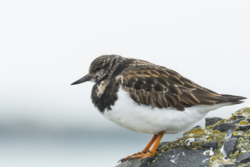 Rubby turnstone Arenaria interpres