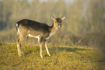 Fallow deer fawn (Dama Dama) in Winter