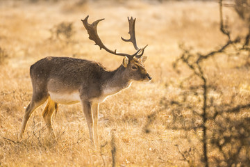 Fallow deer stag