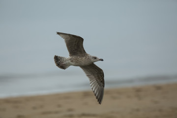 Iceland gull Larus glaucoides