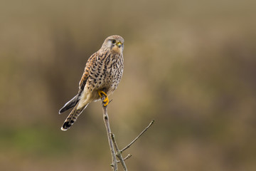 Kestrel falco tinnunculus hunting
