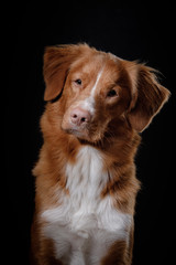 Portrait of a dog in studio, emotion