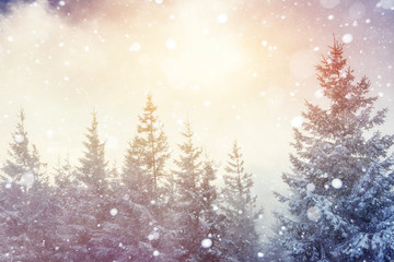 magical winter landscape, background with some soft highlights a