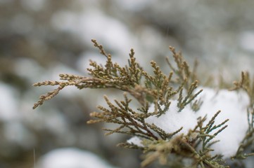 The branch of fir side view.