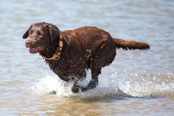 Spielender Hund im Meer