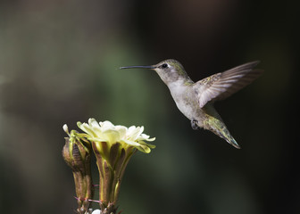 Costa's Hummingbird (Calypte costae) Female in Flight