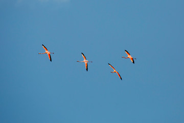 Fliegende Flamingos