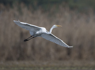 Great Egret flying