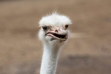 Straußenkopf