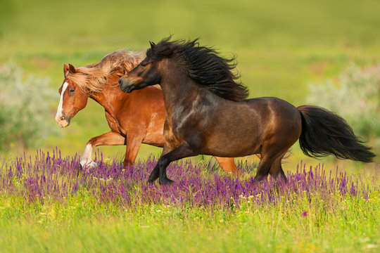 Two horse with long mane run gallop on flowers