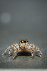 Jumping spider