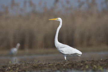 Great Egret walking in a lake