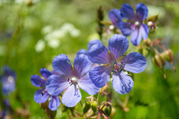 Blue meadow flowers.