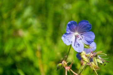 Blue flower on a bright green.