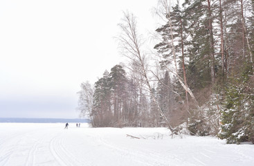 Winter landscape in pine tree forest, Karelian isthmus, Russia.