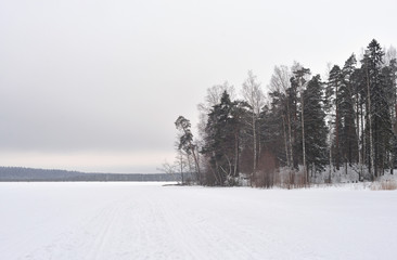 Winter landscape in pine tree forest, Karelian isthmus, Russia.