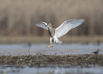 Indian pond heron